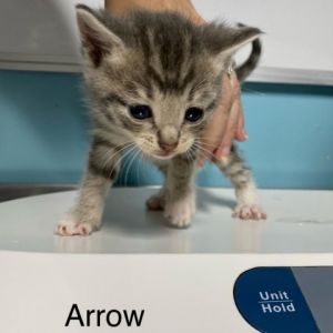 Arrow Domestic Short Hair Cat