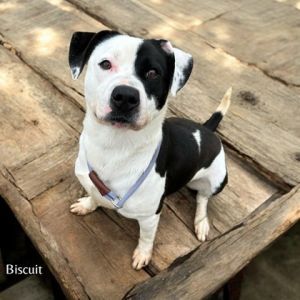 Biscuit, Adult Male unknown