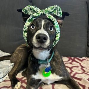 Meet Sorbet The sweet and easygoing 4 month old pup who loves to play and snugg