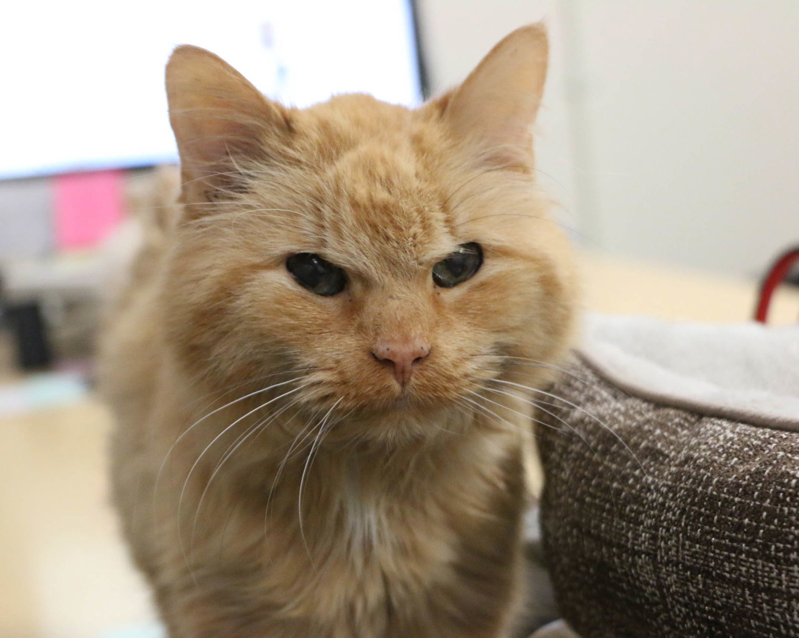 Oscar, an adoptable Domestic Long Hair in Fargo, ND, 58103 | Photo Image 1