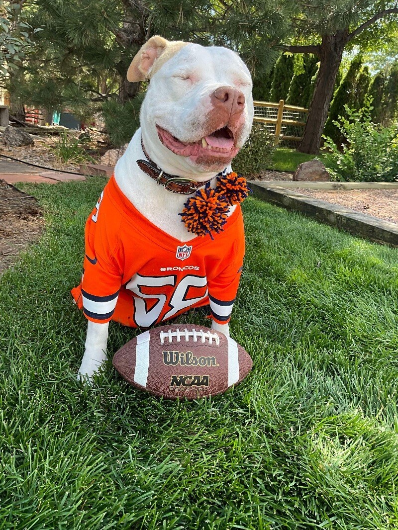 Lady, an adoptable Pit Bull Terrier, Mixed Breed in Windsor, CO, 80550 | Photo Image 2