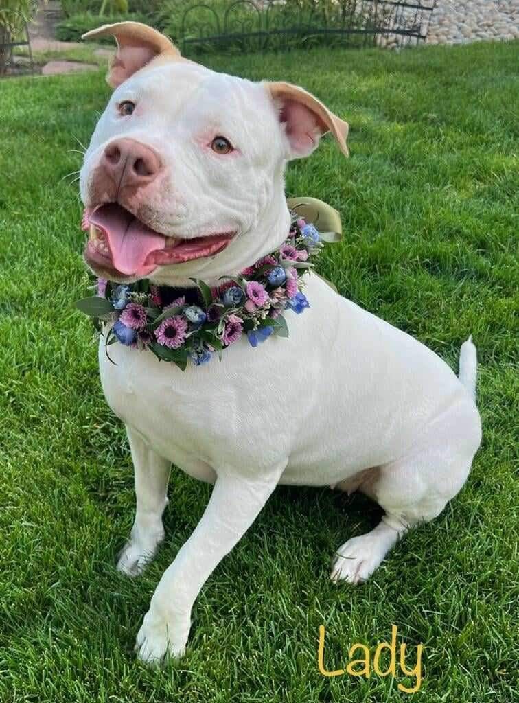 Lady, an adoptable Pit Bull Terrier, Mixed Breed in Windsor, CO, 80550 | Photo Image 3