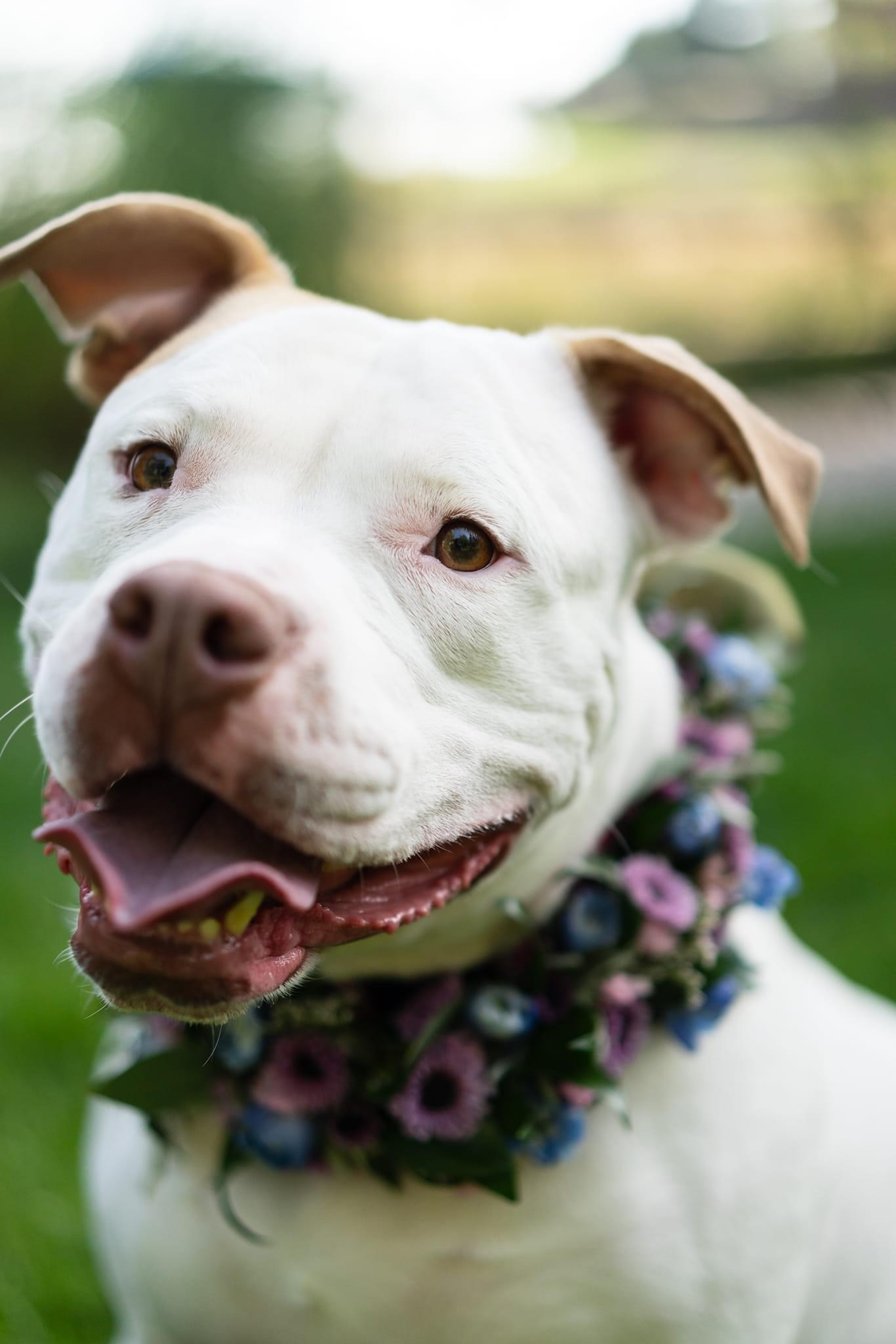 Lady, an adoptable Pit Bull Terrier, Mixed Breed in Windsor, CO, 80550 | Photo Image 5