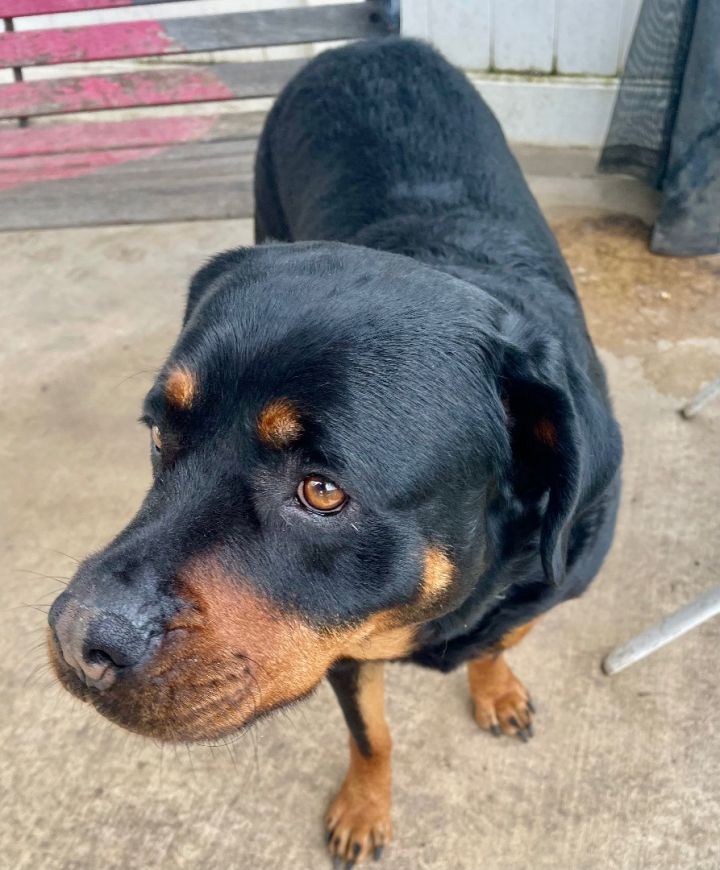 Dog For Adoption - Kona, A Rottweiler In Lodi, Ca 