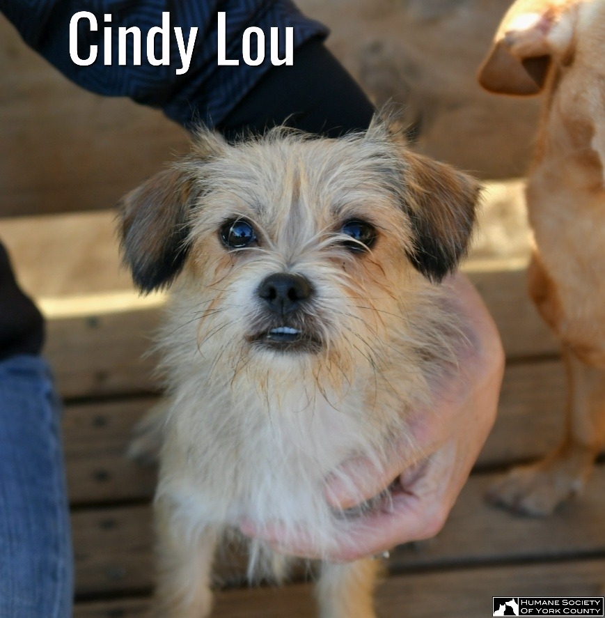 Cindy Lou