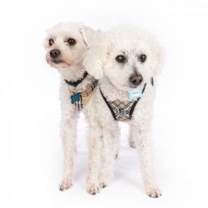 Monday  Bonzais adoption fee has been covered These two are such adorable little boys They are 