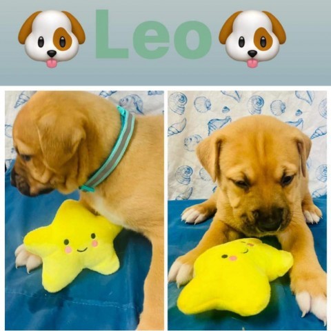 Leo 3