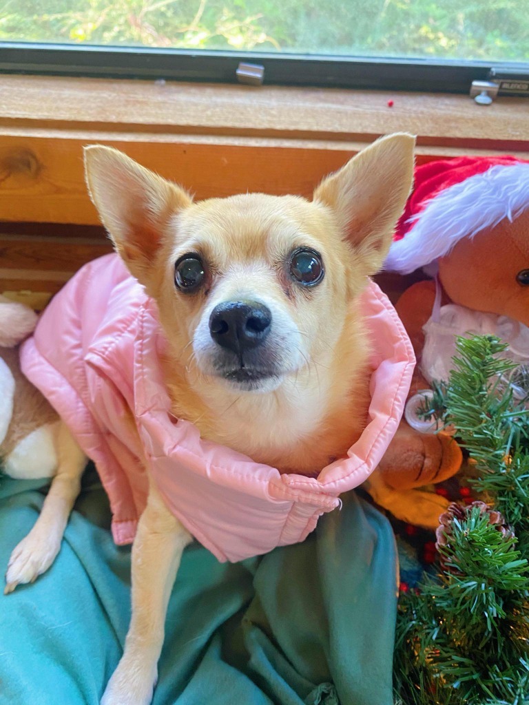 Adelina, an adoptable Chihuahua, Pomeranian in College Station, TX, 77845 | Photo Image 1