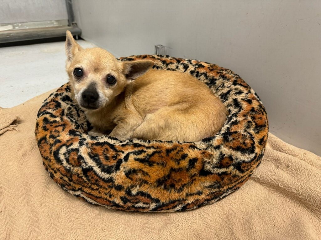 Adelina, an adoptable Chihuahua, Pomeranian in College Station, TX, 77845 | Photo Image 2