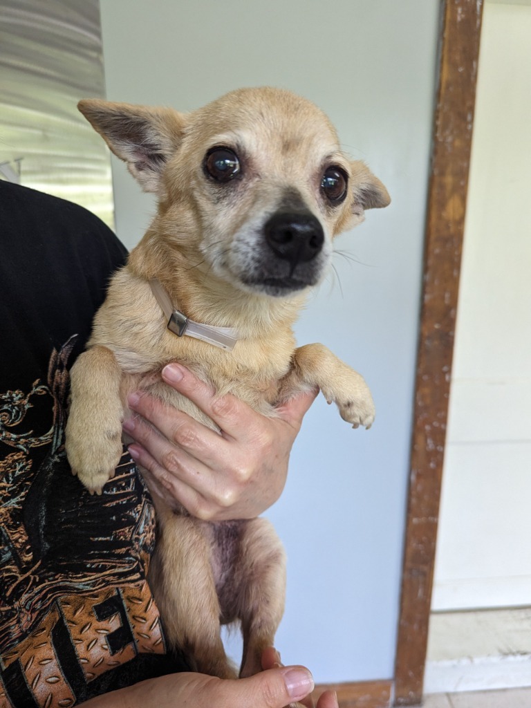 Adelina, an adoptable Chihuahua, Pomeranian in College Station, TX, 77845 | Photo Image 3