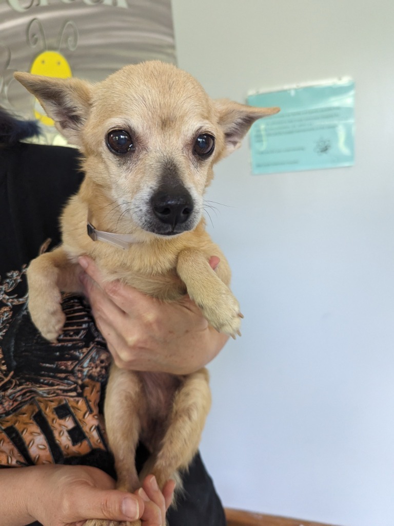 Adelina, an adoptable Chihuahua, Pomeranian in College Station, TX, 77845 | Photo Image 4