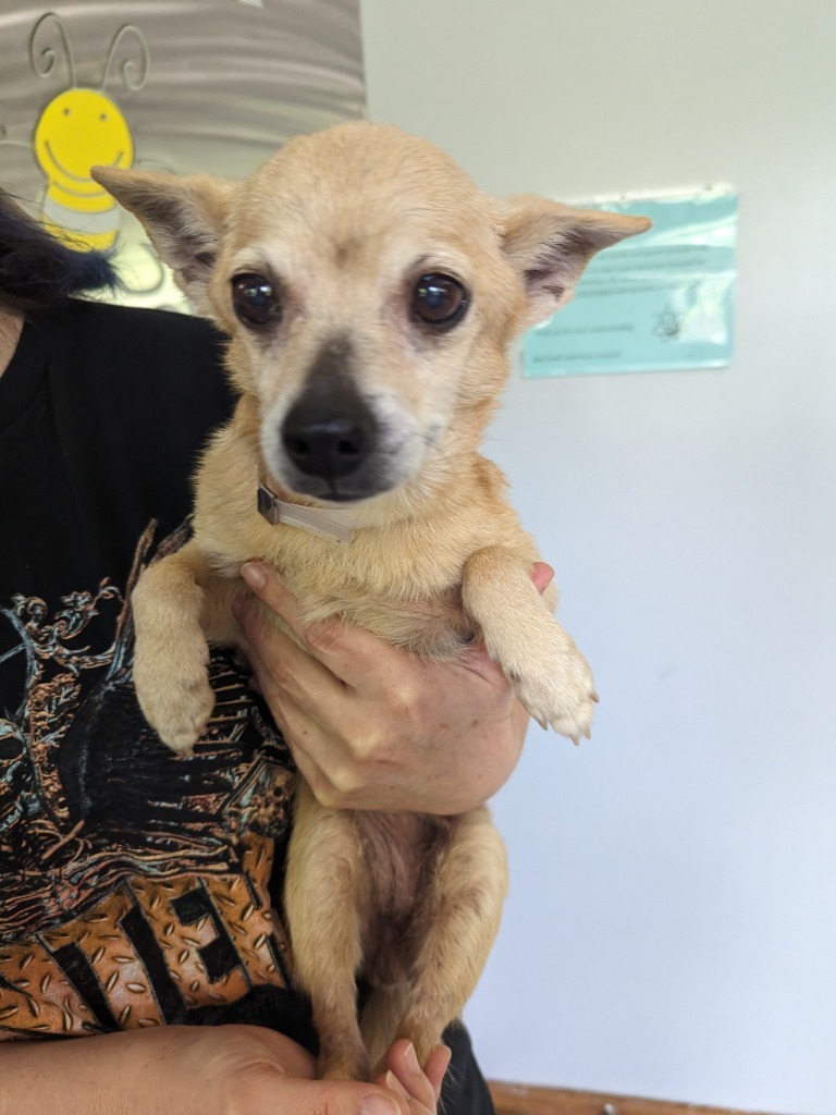 Adelina, an adoptable Chihuahua, Pomeranian in College Station, TX, 77845 | Photo Image 5