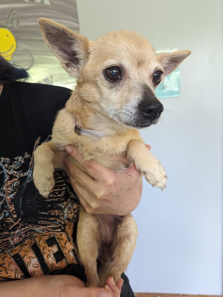 Adelina, an adoptable Chihuahua, Pomeranian in College Station, TX, 77845 | Photo Image 6