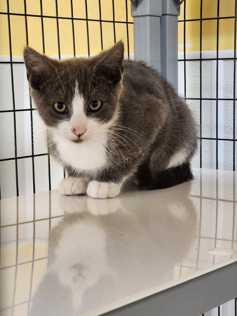 Frank, an adoptable Domestic Short Hair in Gold Beach, OR, 97444 | Photo Image 1