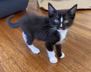 Shazam is a friendly and cuddly tuxedo kitten He has plenty of playful kitten energy but also love