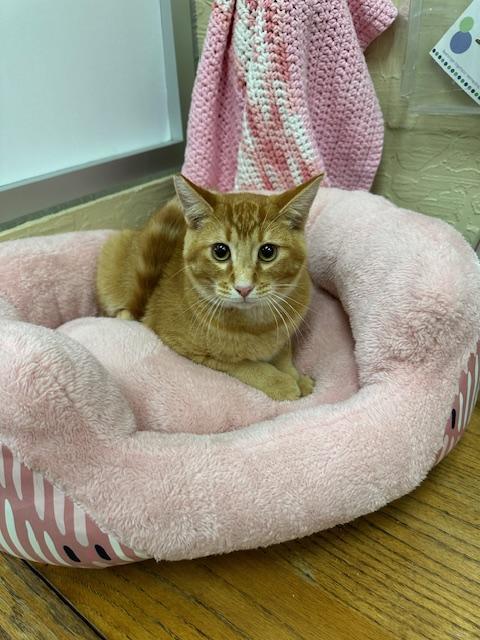 Tyler, an adoptable Abyssinian, Tabby in Parlier, CA, 93648 | Photo Image 1