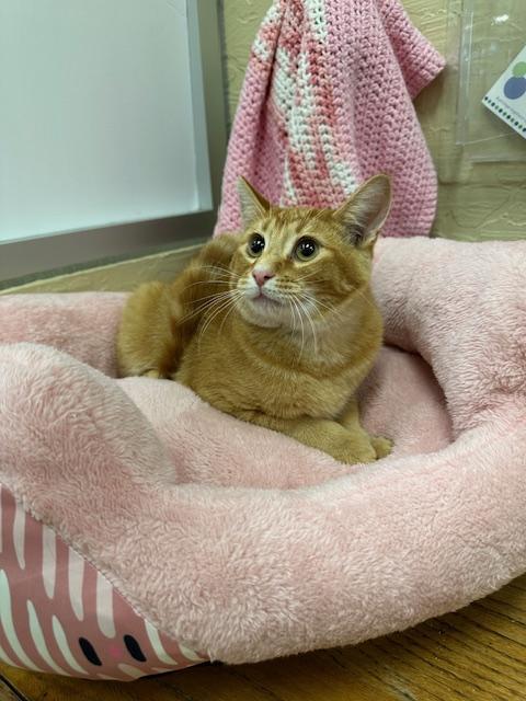 Tyler, an adoptable Abyssinian, Tabby in Parlier, CA, 93648 | Photo Image 2