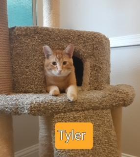 Tyler, an adoptable Abyssinian, Tabby in Parlier, CA, 93648 | Photo Image 3