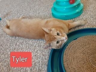 Tyler, an adoptable Abyssinian, Tabby in Parlier, CA, 93648 | Photo Image 4