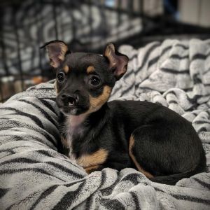 Nita Strauss Chihuahua Dog