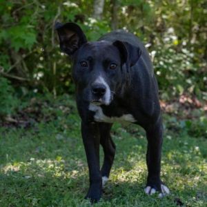 Bambi Black Labrador Retriever Dog