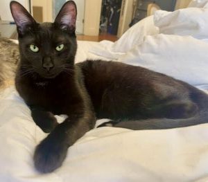 Meet Charcoal a handsome one-year-old who was found roaming the streets in the Bronx Hes so affec