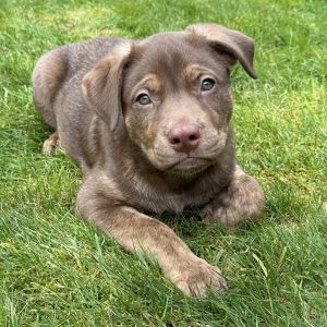 Leroy (L Litter) - AVAILABLE Pit Bull Terrier Dog