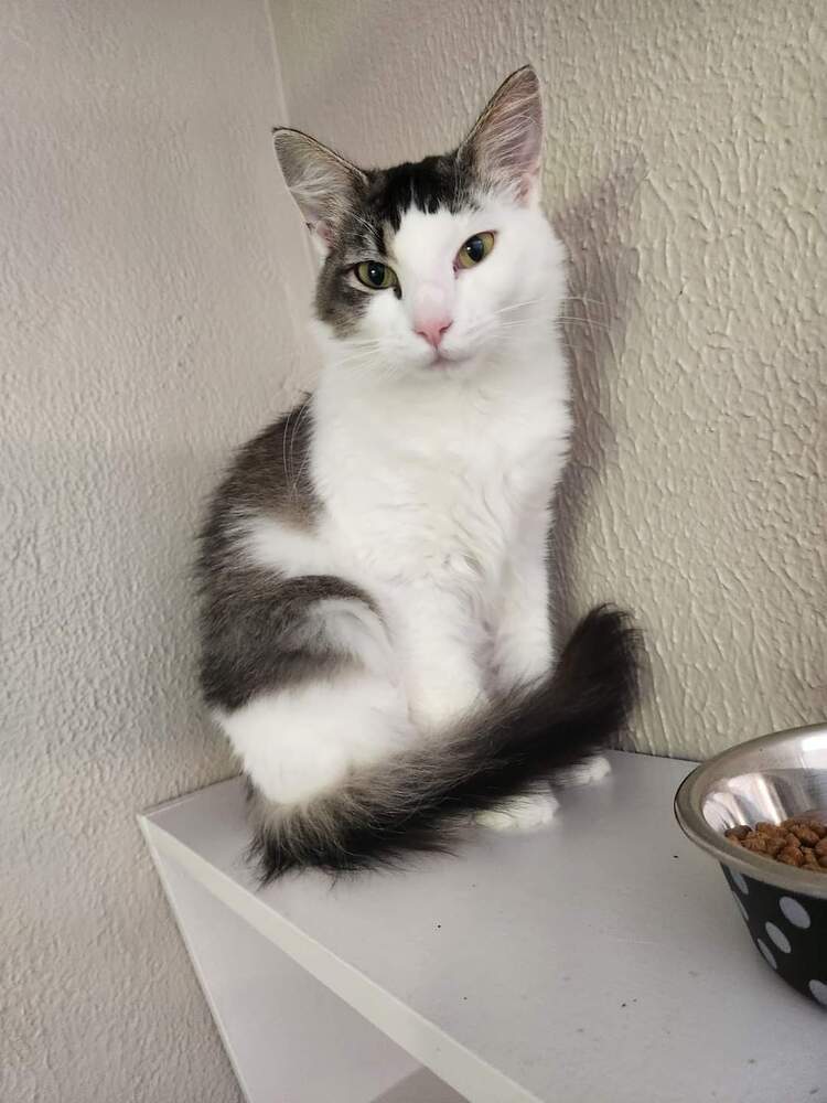 River, an adoptable Domestic Medium Hair in Vancouver, WA, 98661 | Photo Image 3