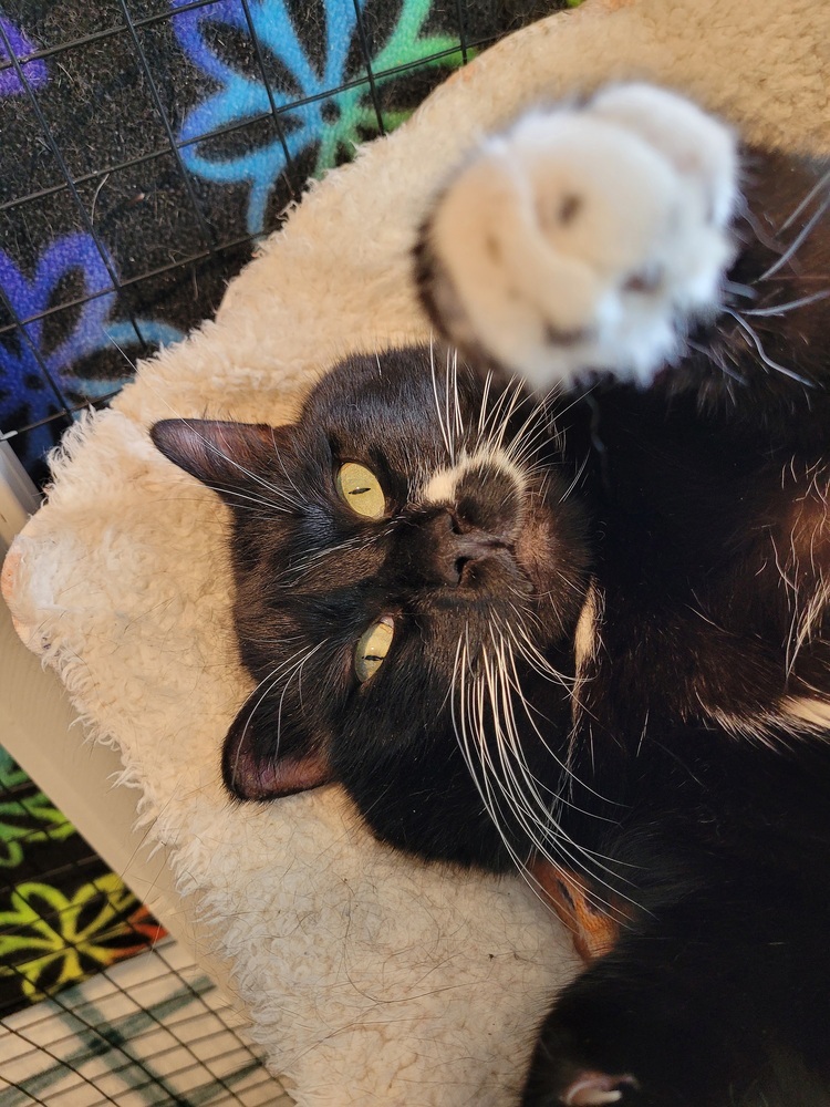 Hermie, an adoptable Domestic Short Hair in Vancouver, WA, 98661 | Photo Image 1