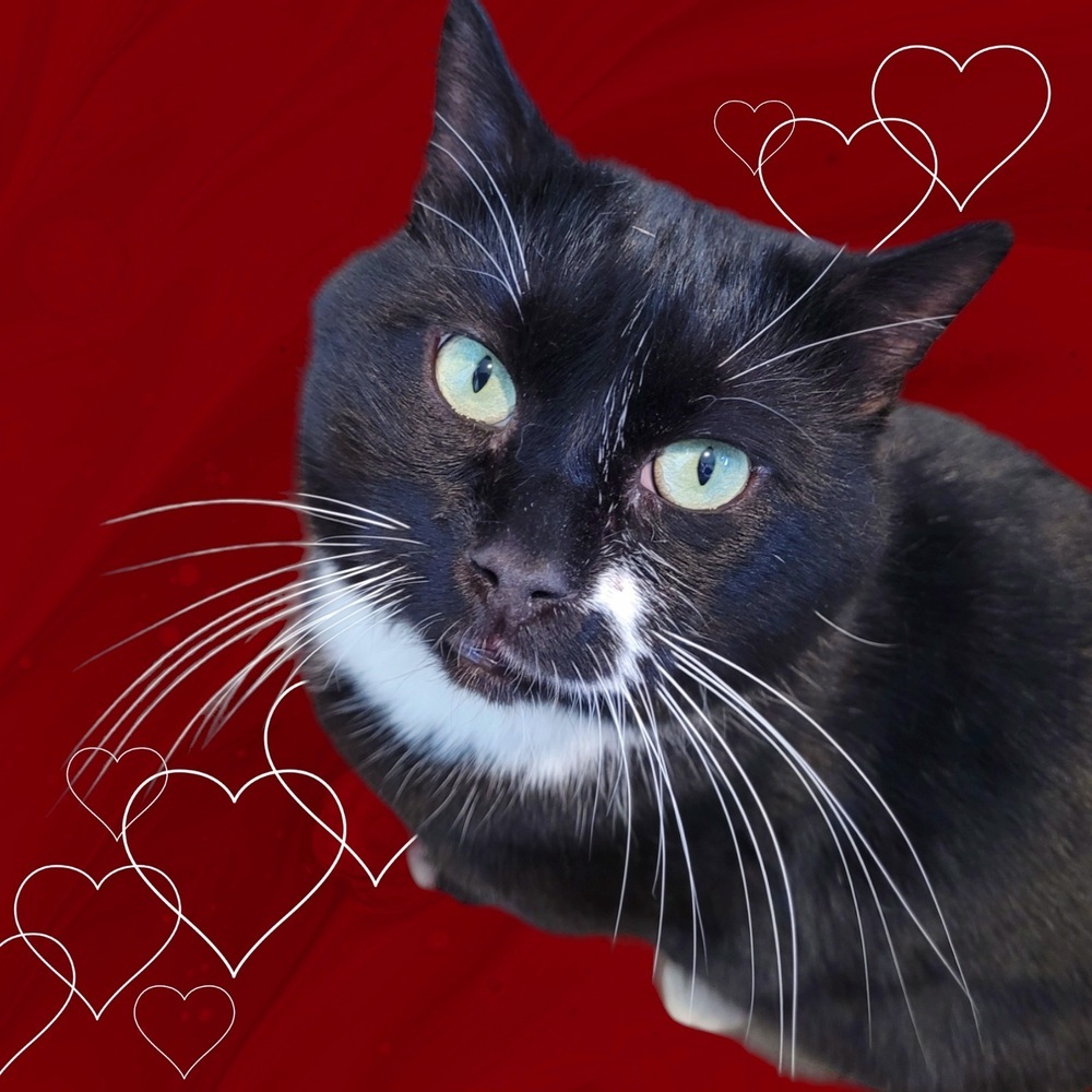 Hermie, an adoptable Domestic Short Hair in Vancouver, WA, 98661 | Photo Image 2