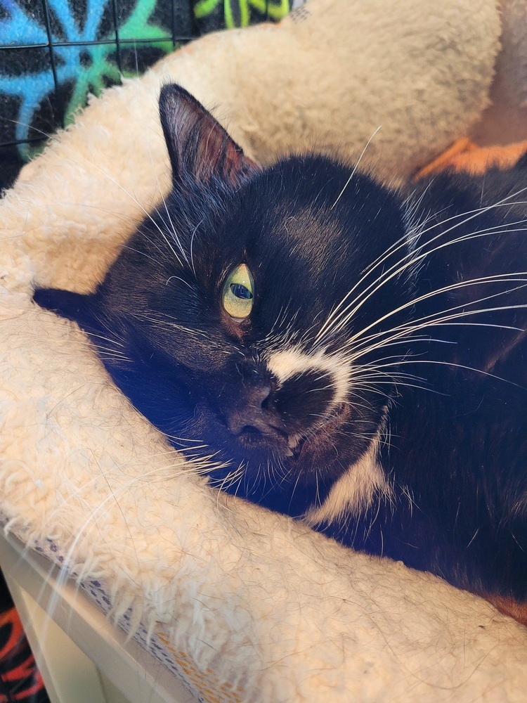 Hermie, an adoptable Domestic Short Hair in Vancouver, WA, 98661 | Photo Image 3