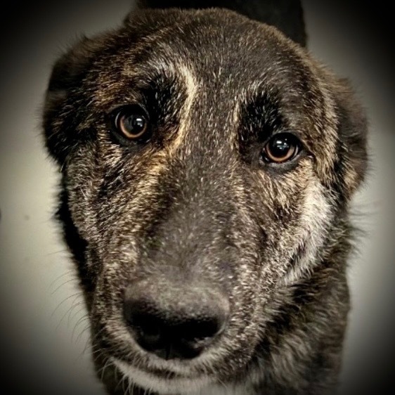 Willy, an adoptable Australian Shepherd, Husky in Pittsfield, IL, 62363 | Photo Image 1