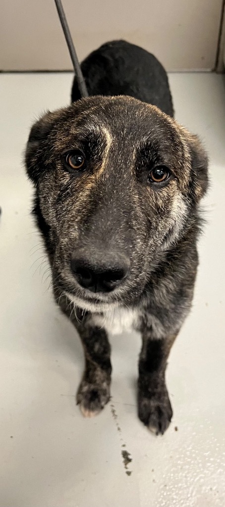 Willy, an adoptable Australian Shepherd, Husky in Pittsfield, IL, 62363 | Photo Image 2