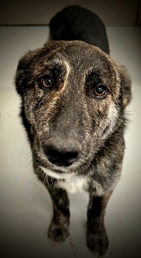 Willy, an adoptable Australian Shepherd, Husky in Pittsfield, IL, 62363 | Photo Image 3