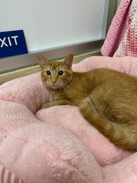 Tobey, an adoptable Abyssinian, Tabby in Parlier, CA, 93648 | Photo Image 1