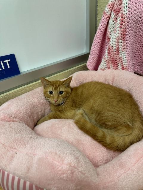 Tobey, an adoptable Abyssinian, Tabby in Parlier, CA, 93648 | Photo Image 2