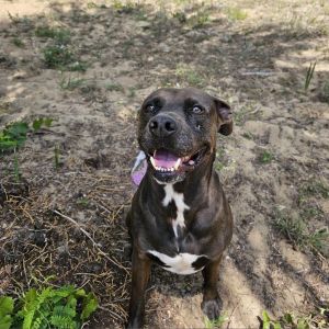 Jonathan, Senior Male Pit Bull Terrier