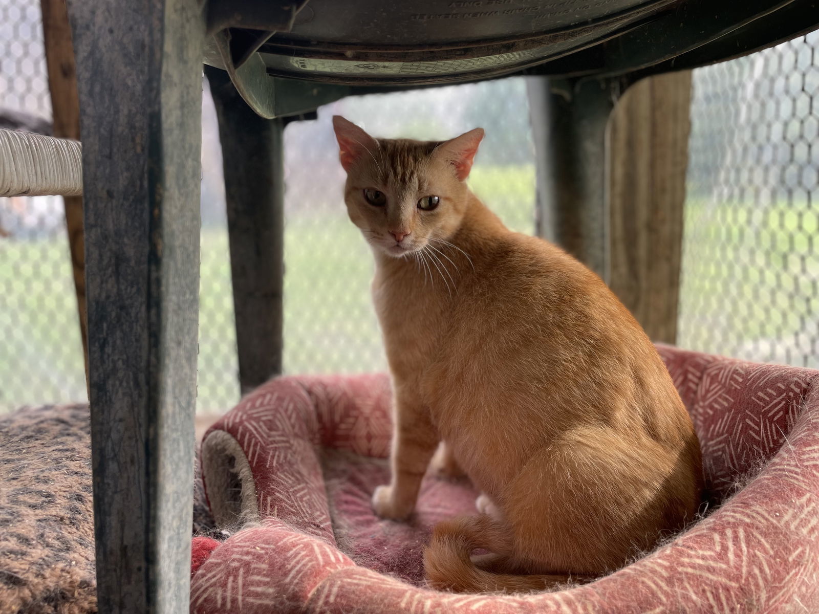 LaToya, an adoptable Tabby in Oxford, MS, 38655 | Photo Image 1