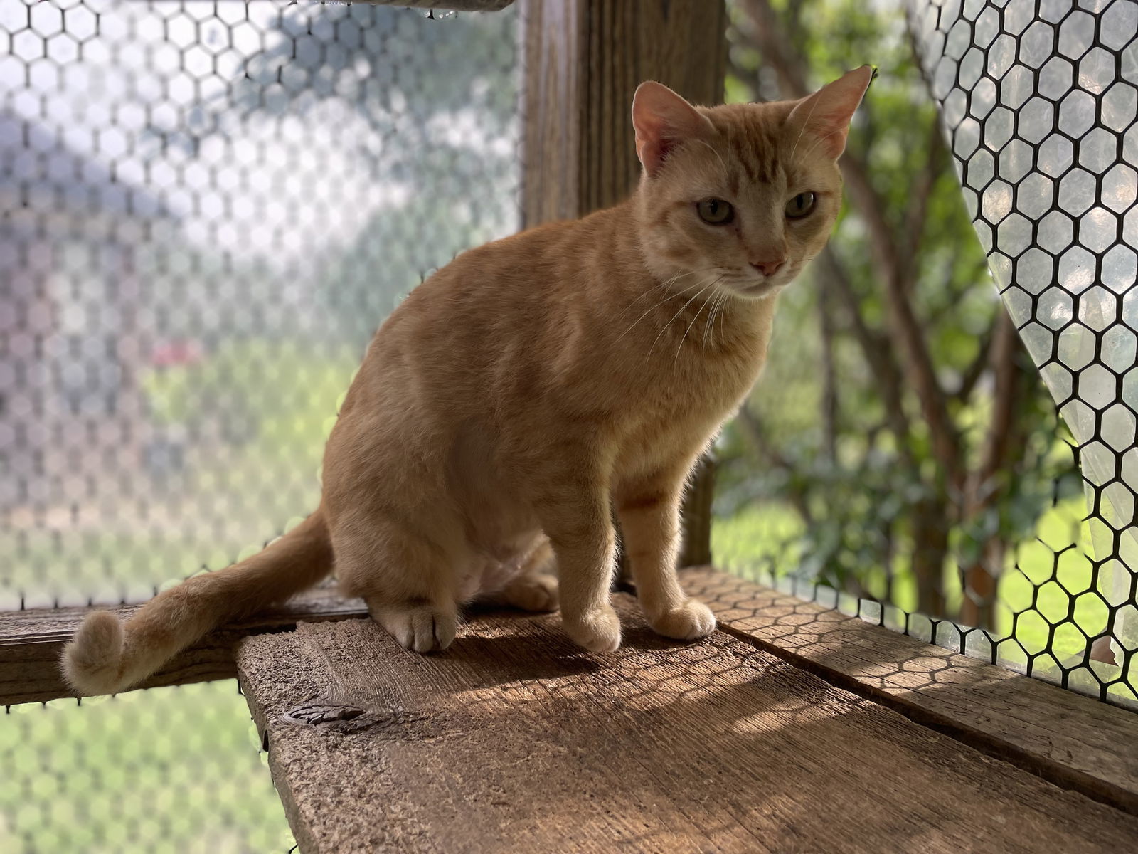 LaToya, an adoptable Tabby in Oxford, MS, 38655 | Photo Image 2