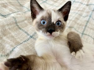 Sammie our stunning Siamese kitten is the most gentle and sweet girl in the world This little cut