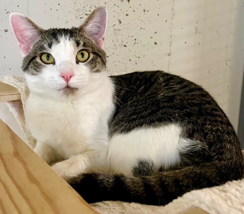 Edgar, an adoptable Domestic Short Hair in Newnan, GA, 30264 | Photo Image 1