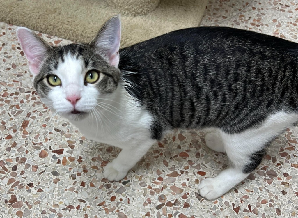 Edgar, an adoptable Domestic Short Hair in Newnan, GA, 30264 | Photo Image 2