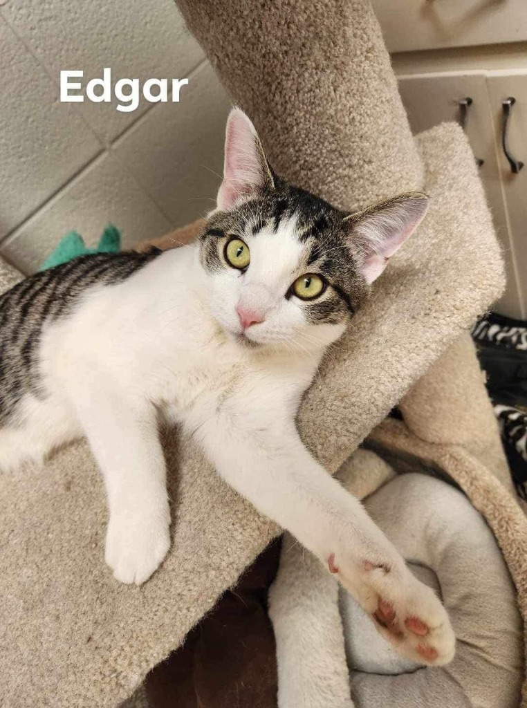 Edgar, an adoptable Domestic Short Hair in Newnan, GA, 30264 | Photo Image 3