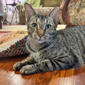 Courtesy Listing: Reggie Domestic Short Hair Cat