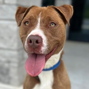 Amber, Adult Female Terrier