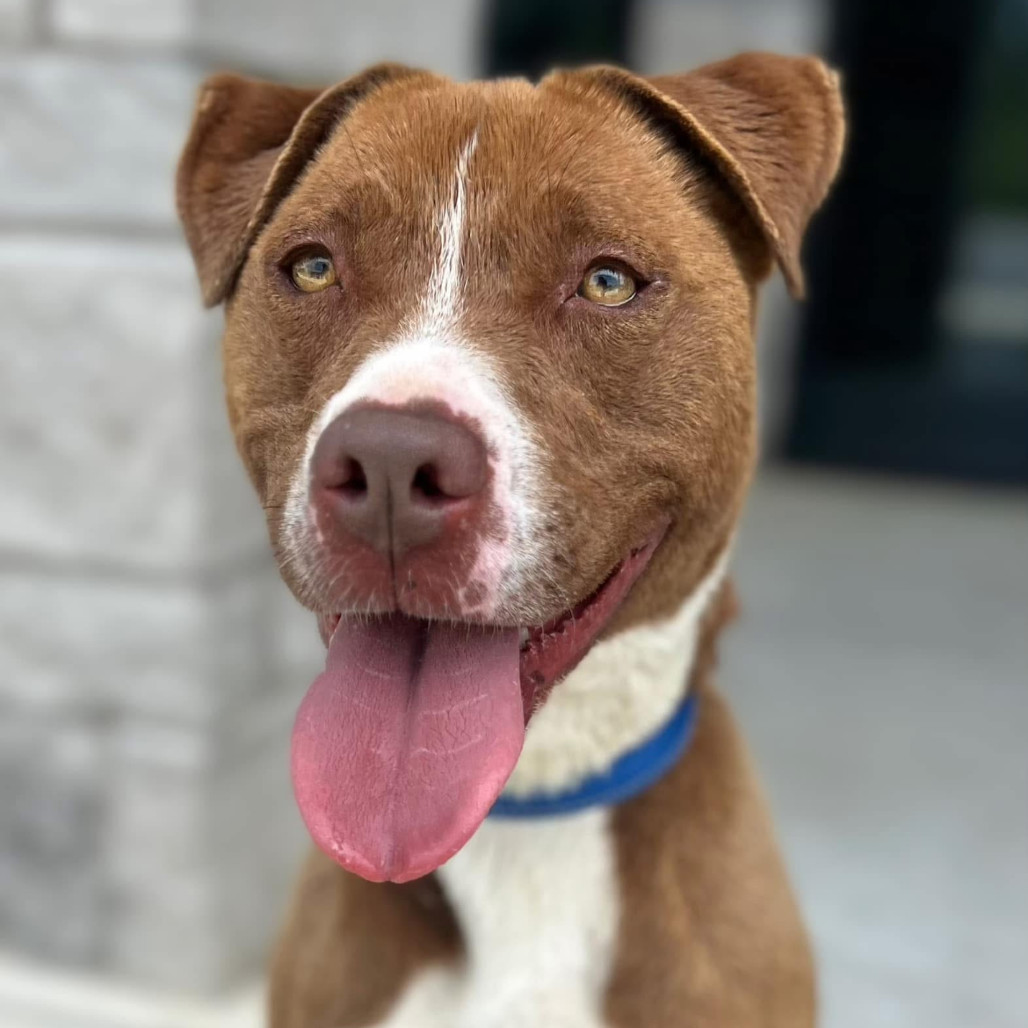 Amber, an adoptable Terrier in Marshall, TX, 75671 | Photo Image 1
