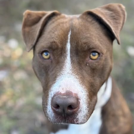 Amber, an adoptable Terrier in Marshall, TX, 75671 | Photo Image 2