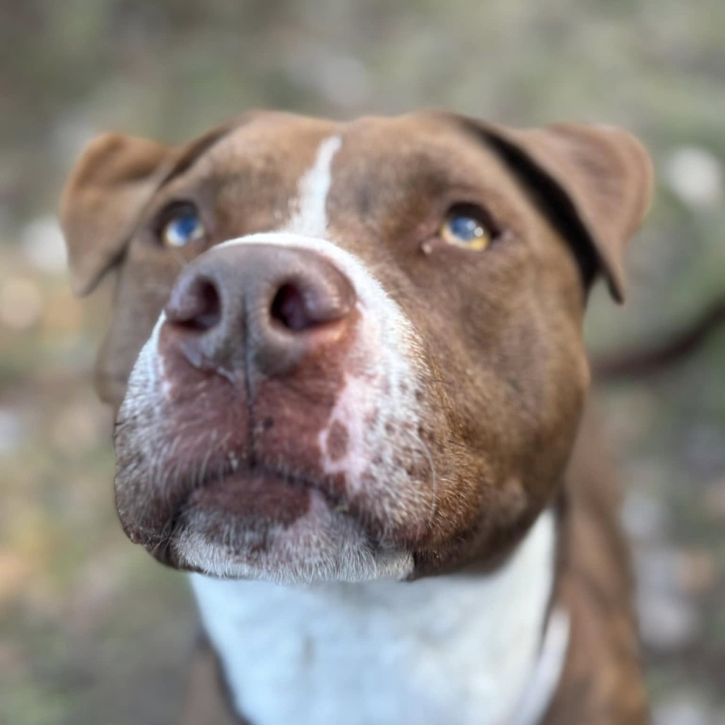 Amber, an adoptable Terrier in Marshall, TX, 75671 | Photo Image 3