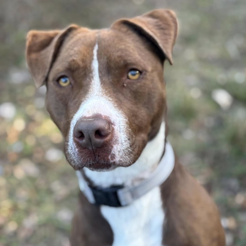 Amber, an adoptable Terrier in Marshall, TX, 75671 | Photo Image 4