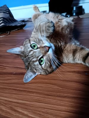 Sweet Tea, Adult Female Tabby